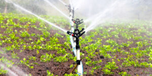 irrigação por aspersão em hortaliças