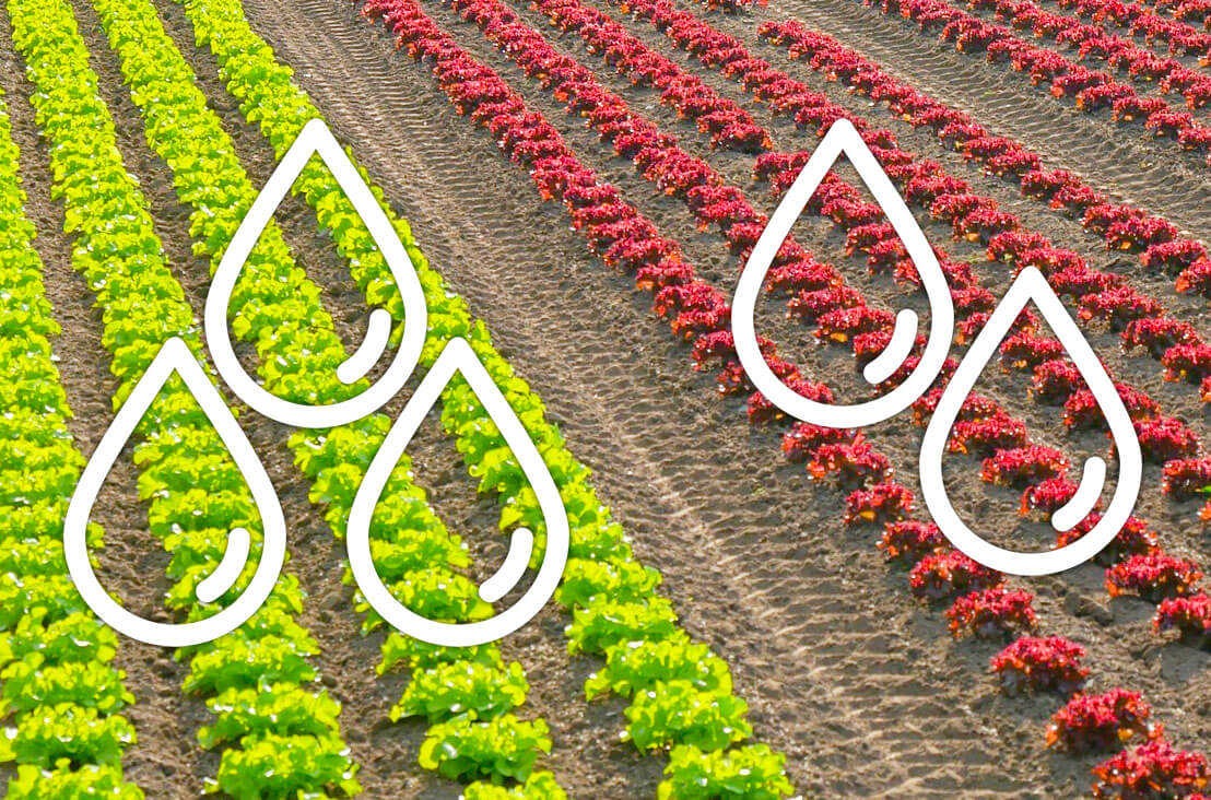 Saber quanto cada setor consome de água é a chave para programar uma fertirrigação eficiente