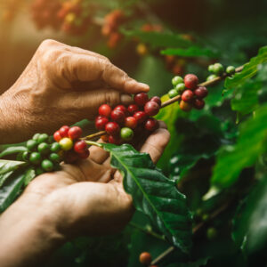 [coffee berries] Close-up arabica coffee berries with agriculturist hands