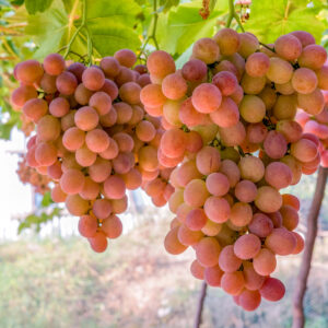 bunch-grapes