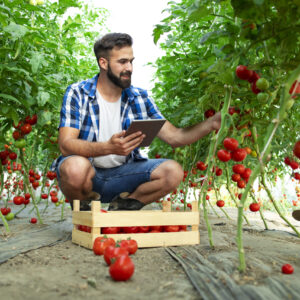 Farmer holding tablet and checking quality of tomato vegetables while standing in organic food farm.