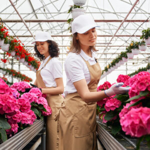 Side view of two cute women in special beige apron caring for beautiful pink flowers in modern large greenhouse. Concept of working in hothouse with good mood.